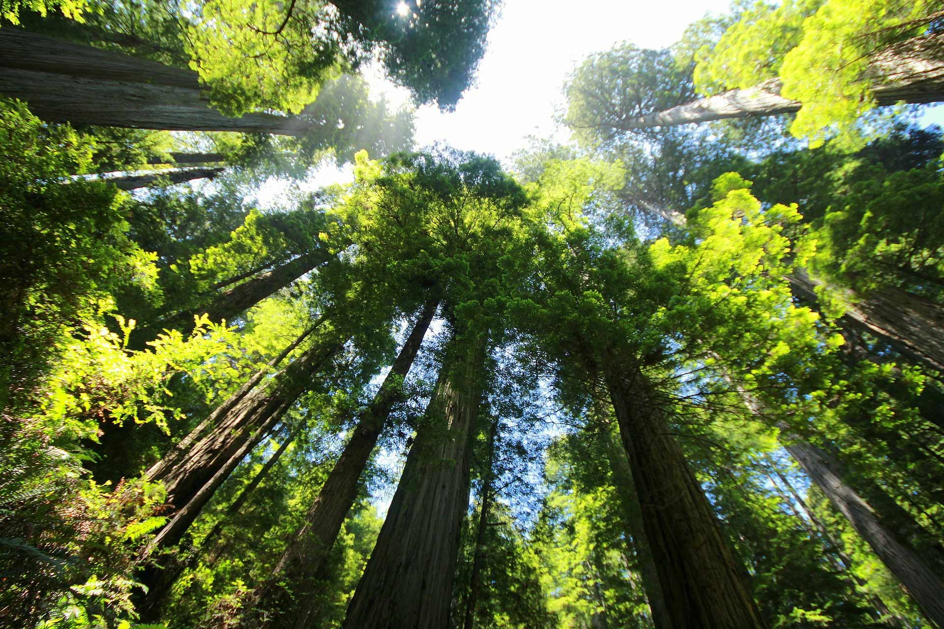 Redwood SEO Background Image