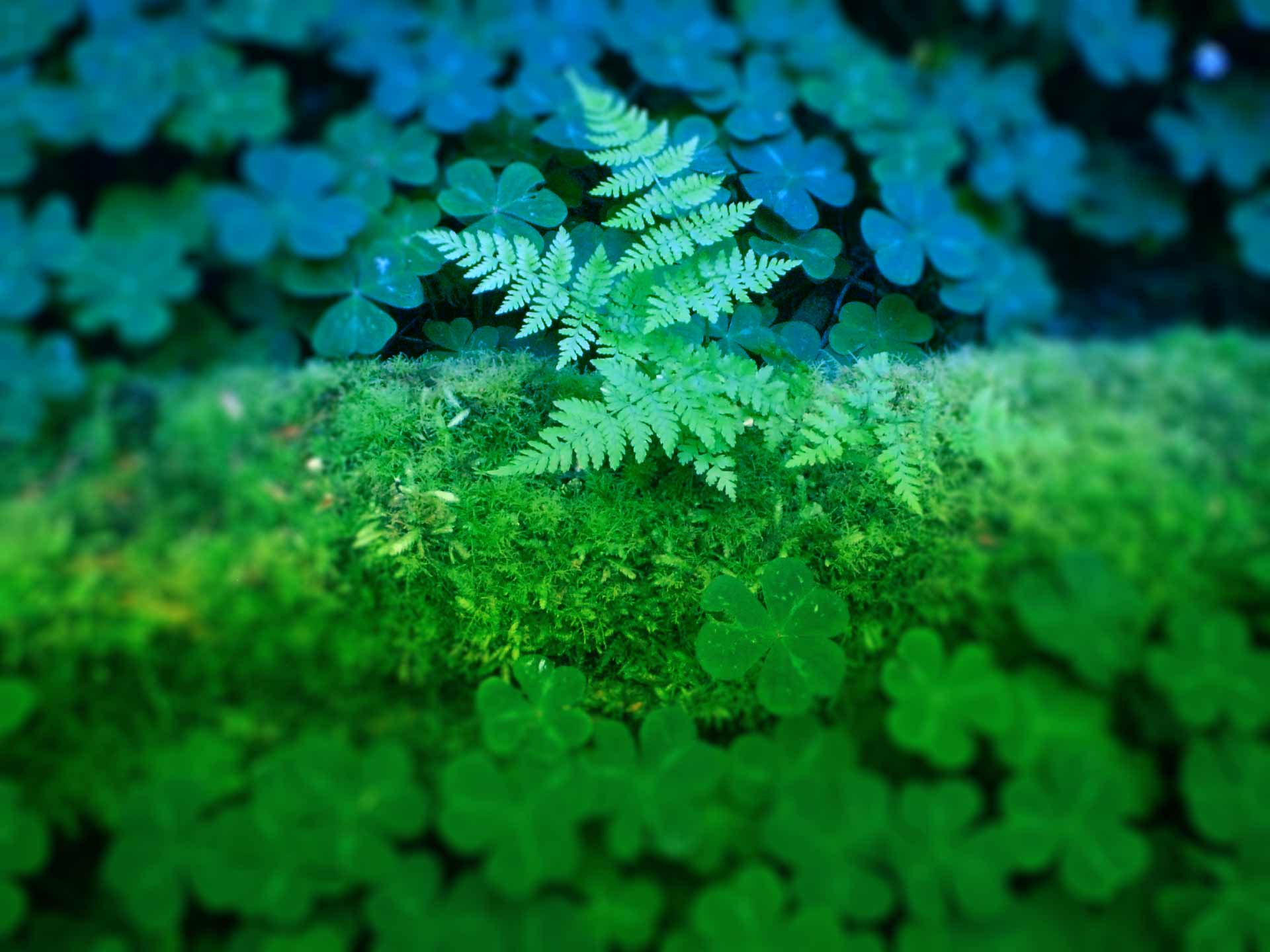 Fern Growing on a log in Sorrel - Photo by Ariella Shriver for Redwood SEO